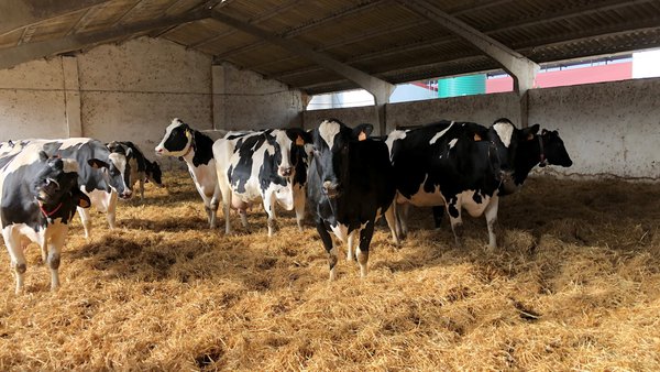 Dar para recibir: manexo da vaca seca de alta produción