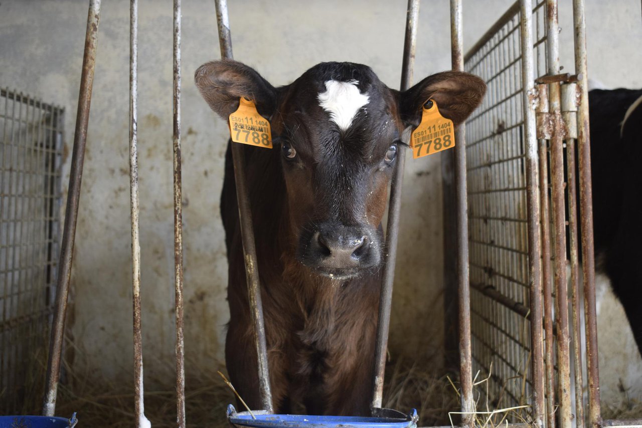 Prácticas de manexo no cruzamento de leite x carne