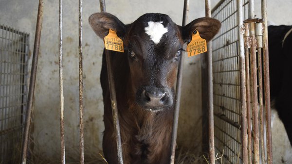 Prácticas de manexo no cruzamento de leite x carne
