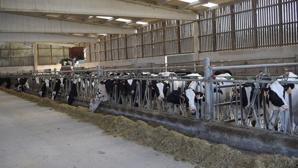 Diferentes estratexias de alimentación e manexo na etapa de leite na recría