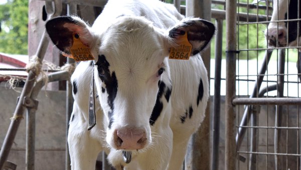 Como podemos amortiguar a caída de peso á desteta nas nosas xatas?