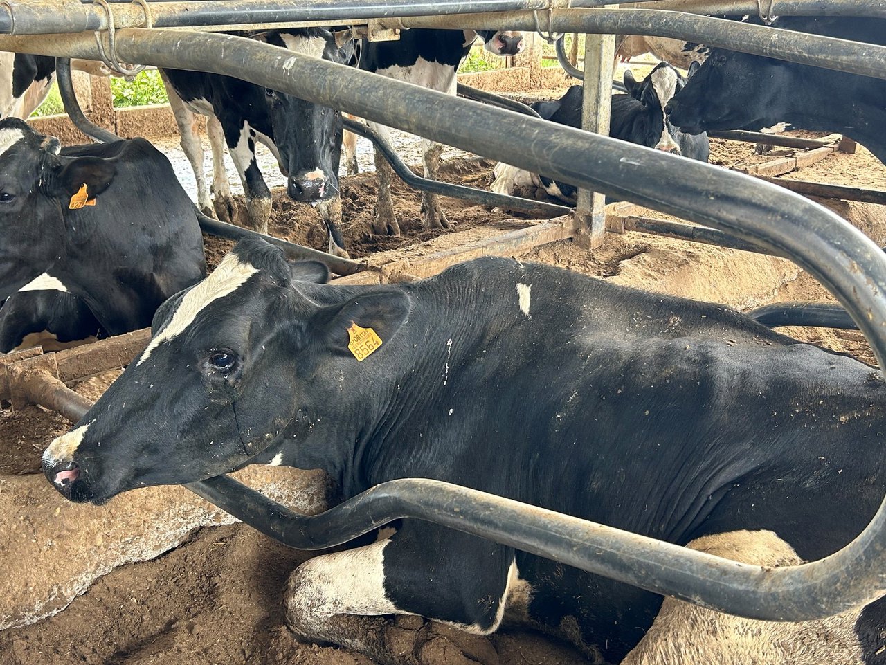 Enfoque no rabaño da EHE: do banal ao grave, do individual ao colectivo
