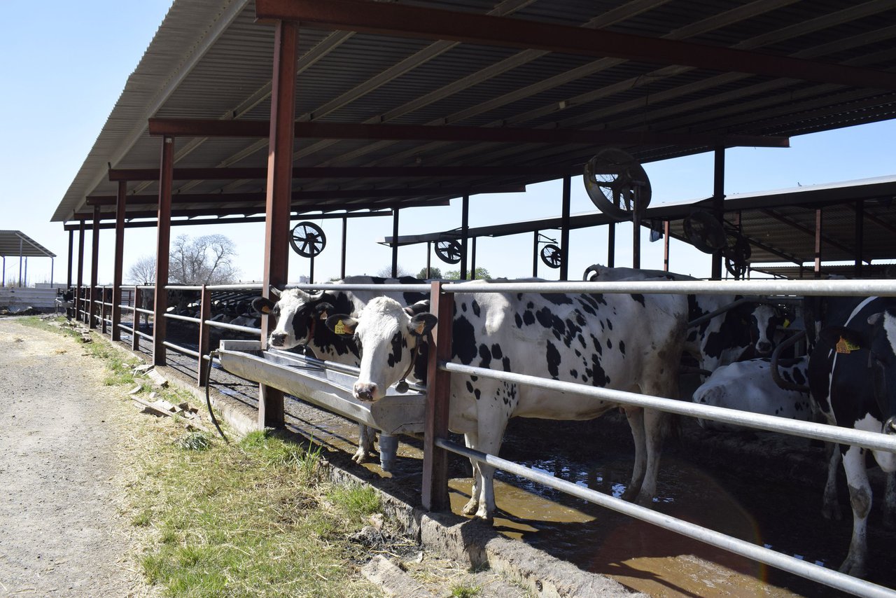 A FIL-IDF actúa para axudar os produtores de leite do mundo a mitigar o estrés por calor