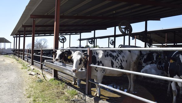 A FIL-IDF actúa para axudar os produtores de leite do mundo a mitigar o estrés por calor