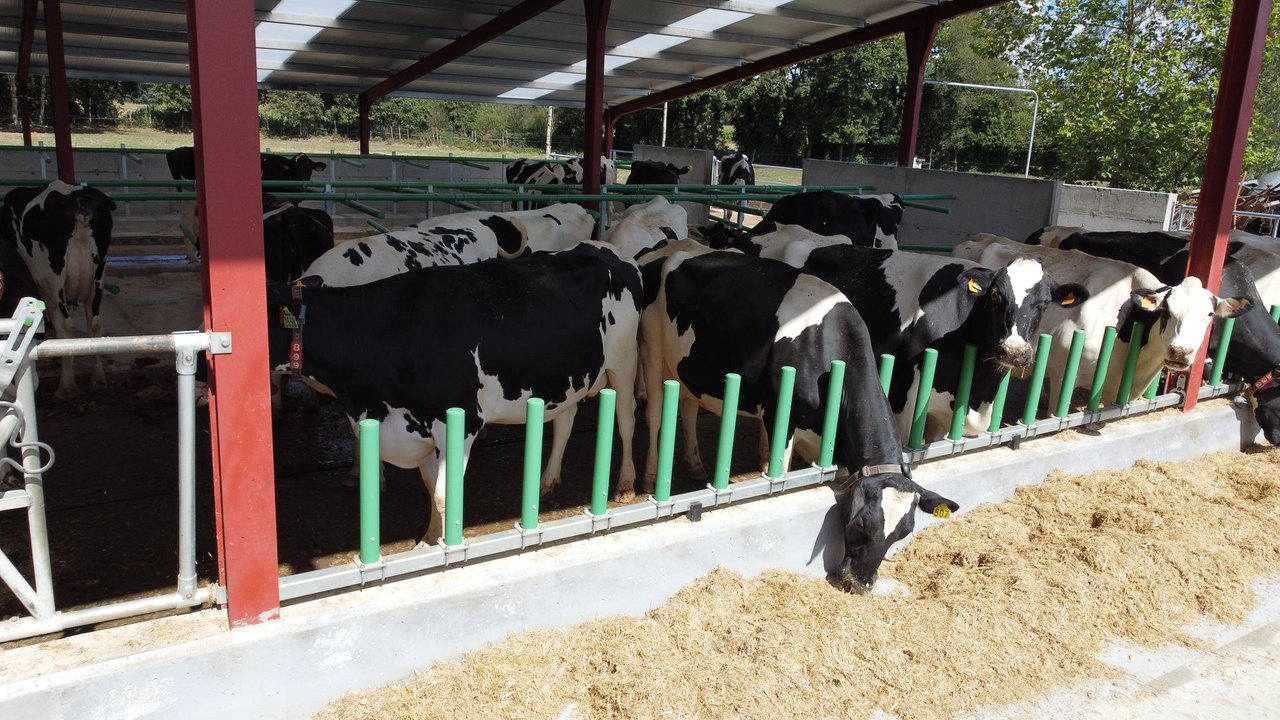 A cetose na vaca: fisioloxía ou patoloxía?