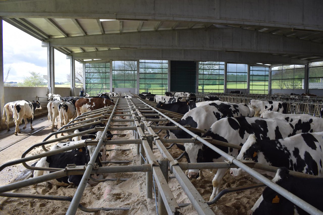 Datos de produción de leite. A que chamamos vacas de alta produción?
