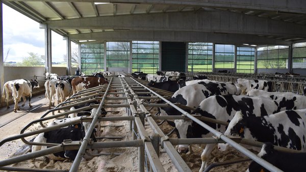 Datos de produción de leite. A que chamamos vacas de alta produción?