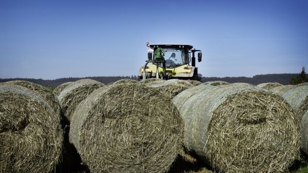 Por que ensilar herba? Beneficios nutricionais e económicos dun bo silo de herba