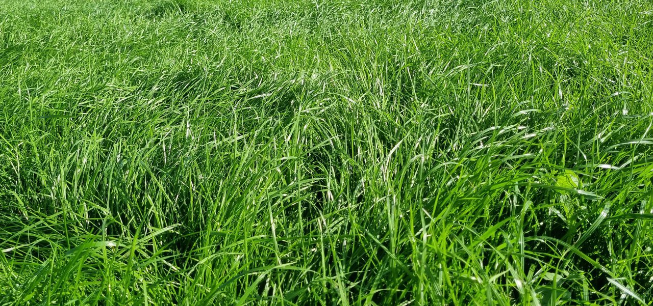 Mellorar a calidade da herba, é posible?