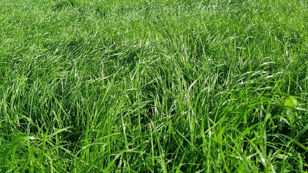 Mellorar a calidade da herba, é posible?