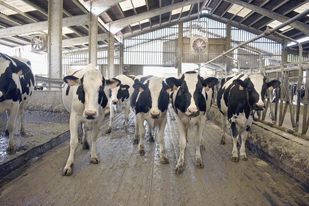 Monitoreo del estrés por calor en vacas lecheras (I): índices térmicos, rasgos fisiológicos y de comportamiento