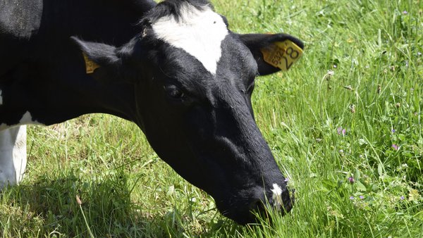 Pegada hídrica das explotacións leiteiras segundo a tipoloxía de alimentación
