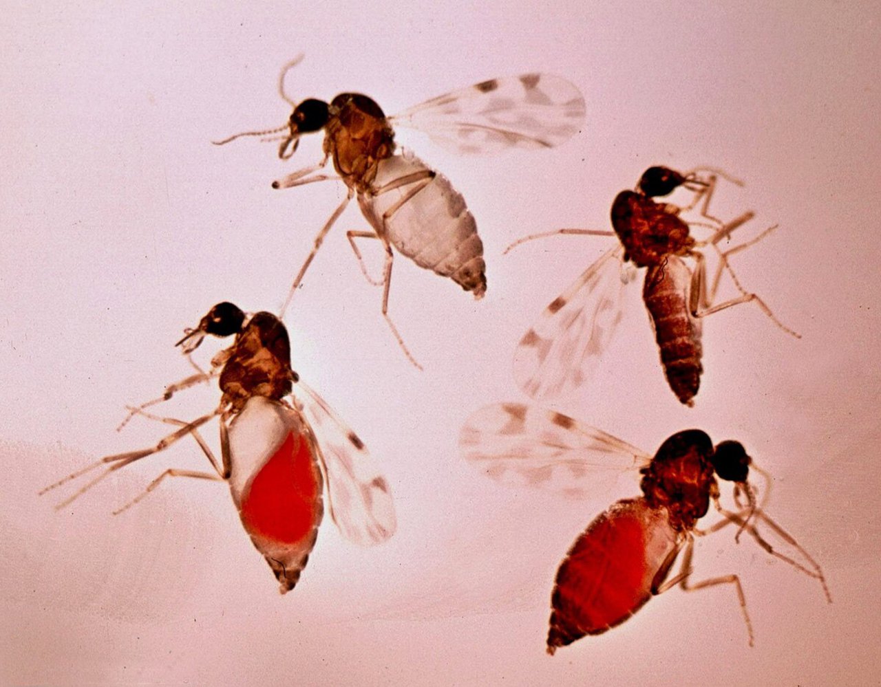 A lingua azul (febre catarral ovina) e o uso de modelos eólicos para planiﬁcar campañas de vacinación a grande escala