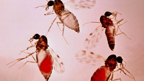 A lingua azul (febre catarral ovina) e o uso de modelos eólicos para planiﬁcar campañas de vacinación a grande escala