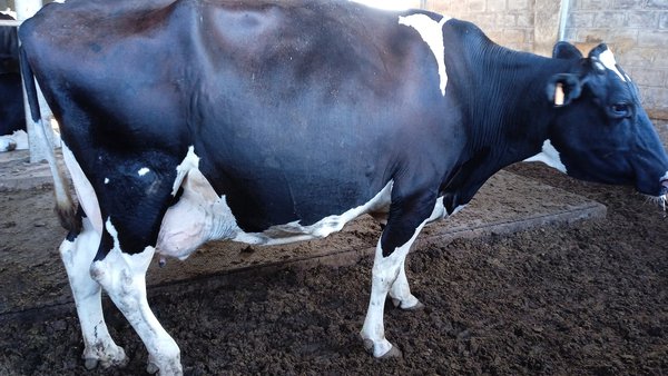 O manexo e a mellora de instalacións enfocados na saúde podal (1): manexo dos animais e os poldros de recorte