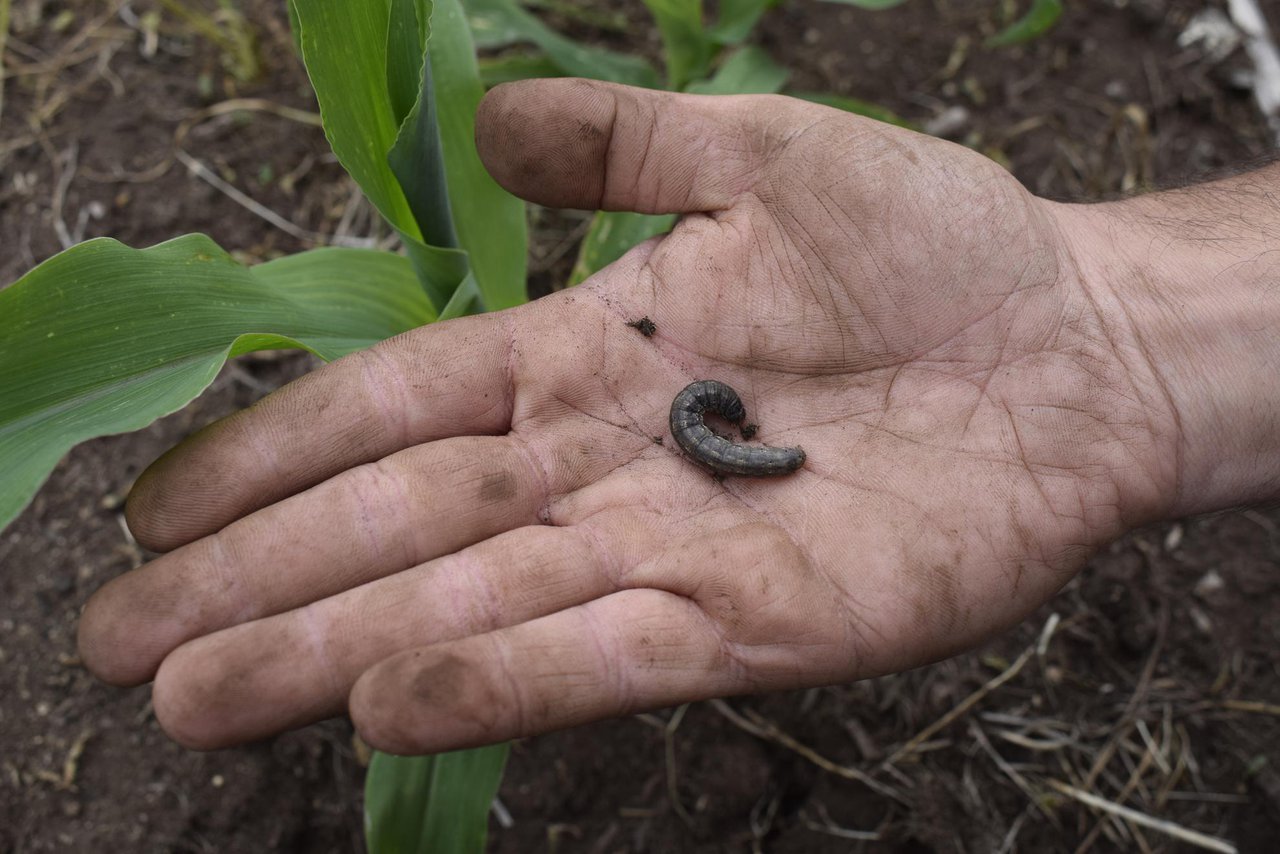 É o cambio climático o causante do aumento de pragas no cultivo de millo?