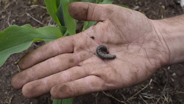 É o cambio climático o causante do aumento de pragas no cultivo de millo?