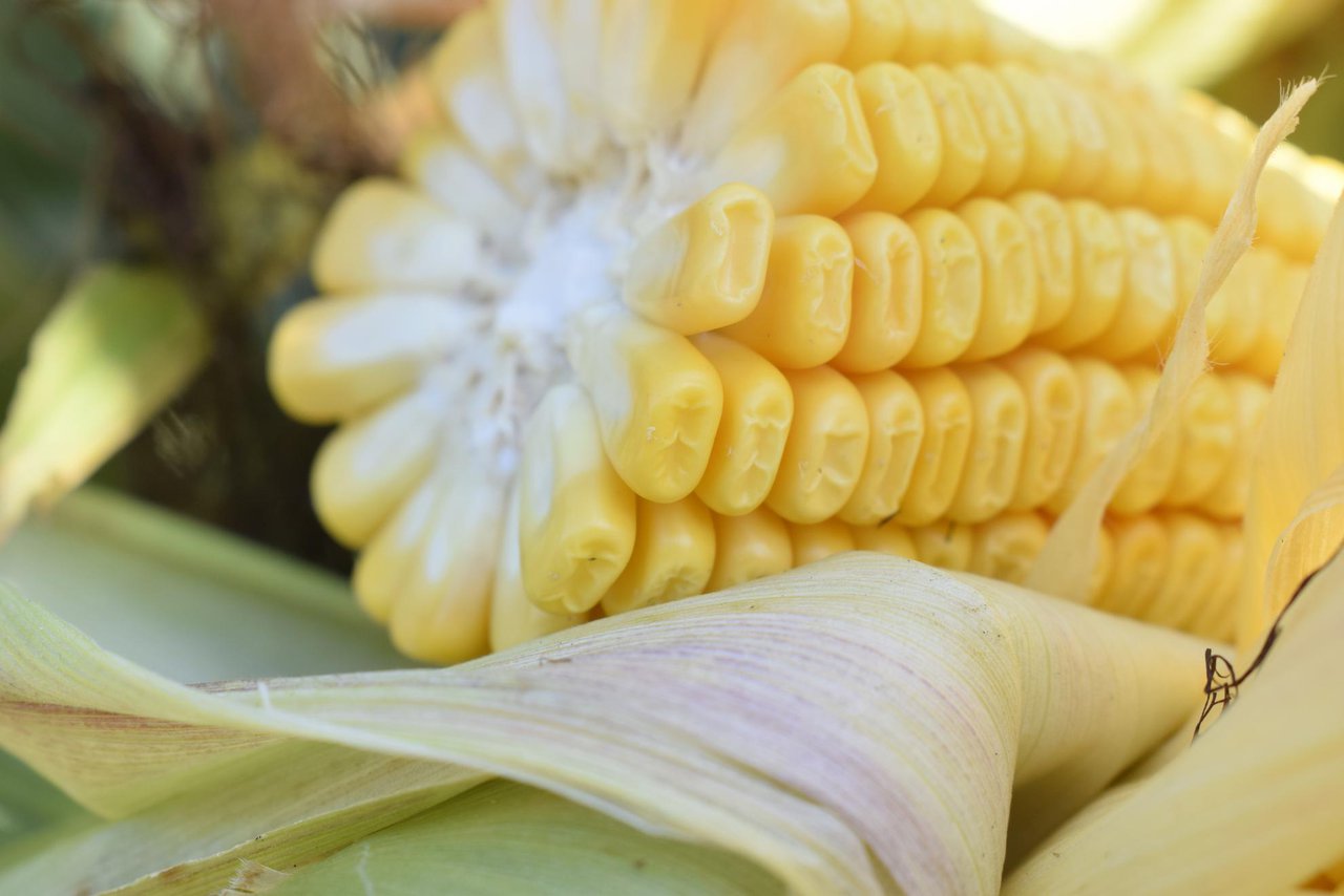 Adaptación do millo ensilado ás necesidades nutricionais das vacas leiteiras de alta produción