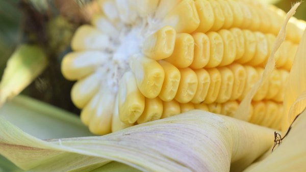 Adaptación do millo ensilado ás necesidades nutricionais das vacas leiteiras de alta produción