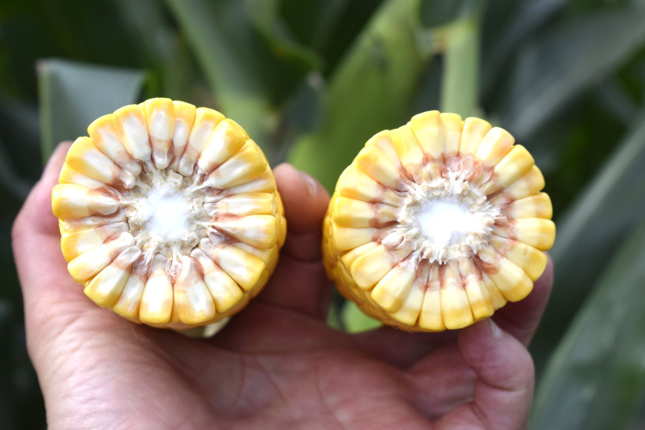 Obxectivo: un cultivo de millo rendible, controlado e sostible
