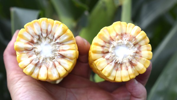 Obxectivo: un cultivo de millo rendible, controlado e sostible