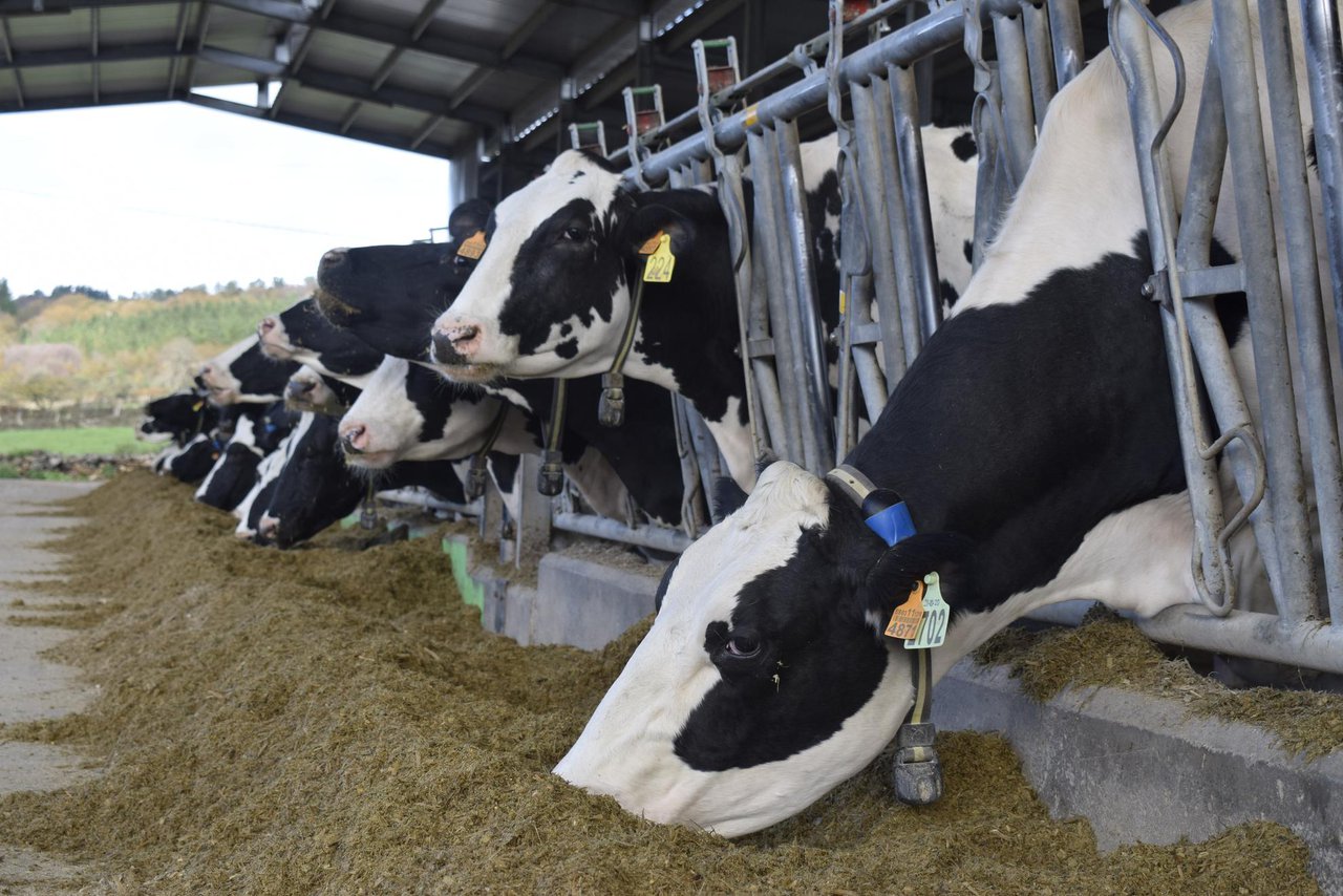 Monitoreo do estrés por calor nas vacas leiteiras (II): automatización e sensores