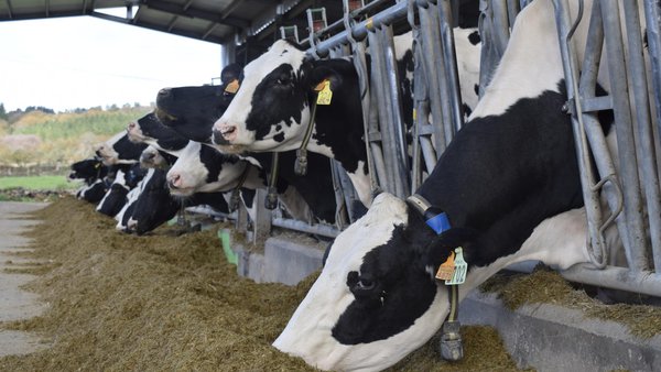 Monitoreo do estrés por calor nas vacas leiteiras (II): automatización e sensores