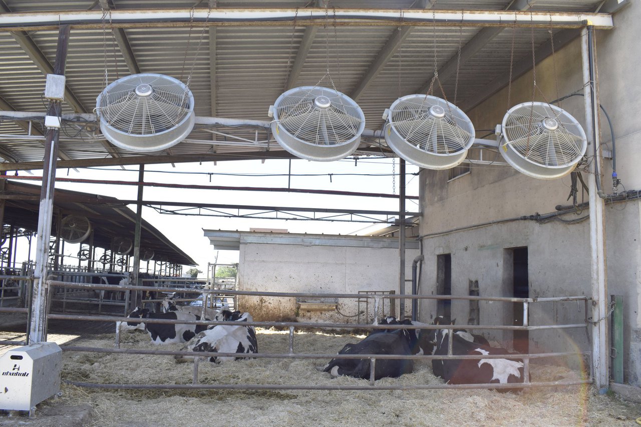 Como afecta o arrefriamento intensivo no verán á fertilidade de vacas novas e adultas?