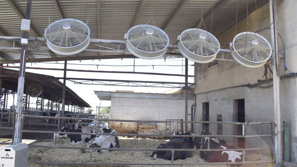 Como afecta o arrefriamento intensivo no verán á fertilidade de vacas novas e adultas?