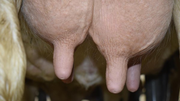 Impacto da calidade dos ensilados na saúde do ubre e a calidade do leite
