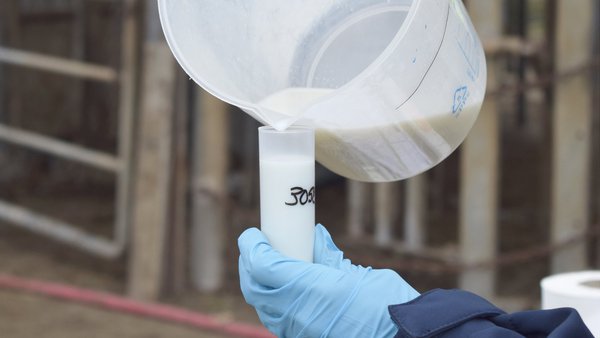 Avaliación da qPCR para a detección de Prototheca spp. en leite de tanque (I)