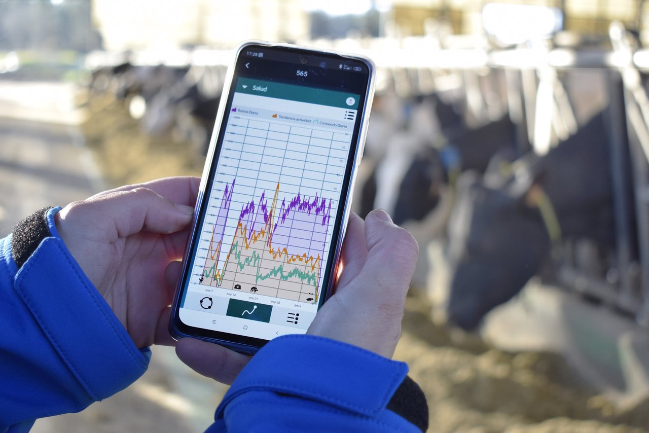 Monitoreo continuo da temperatura da vaca, unha ferramenta importante para optimizar o tratamento de arrefriado no verán
