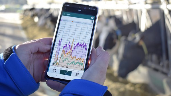 Monitoreo continuo da temperatura da vaca, unha ferramenta importante para optimizar o tratamento de arrefriado no verán