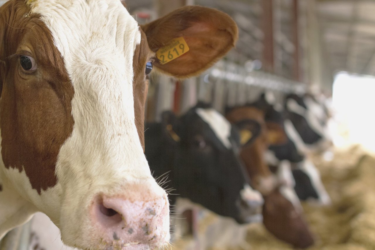 Syva obtiene una opinión positiva para la vacuna Syvazul BTV 3 del Comité de Medicamentos de Uso Veterinario
