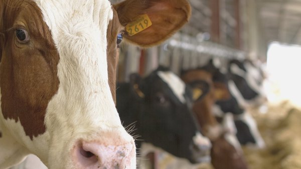 Syva obtiene una opinión positiva para la vacuna Syvazul BTV 3 del Comité de Medicamentos de Uso Veterinario