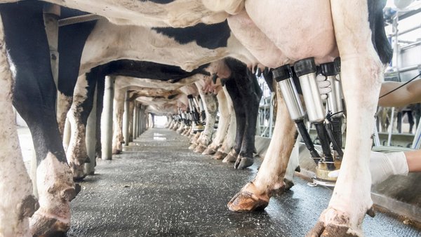 Hixiene do muxido, o primeiro paso da seguridade alimentaria