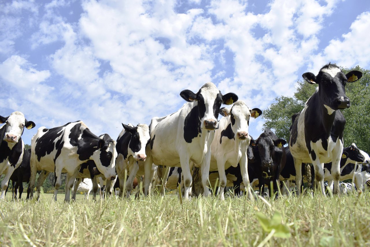 Ollo coas vacas veganas!