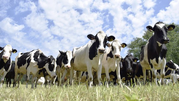 Ollo coas vacas veganas!