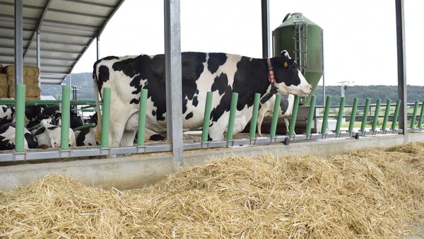 Nutrición para o estrés calórico da vaca