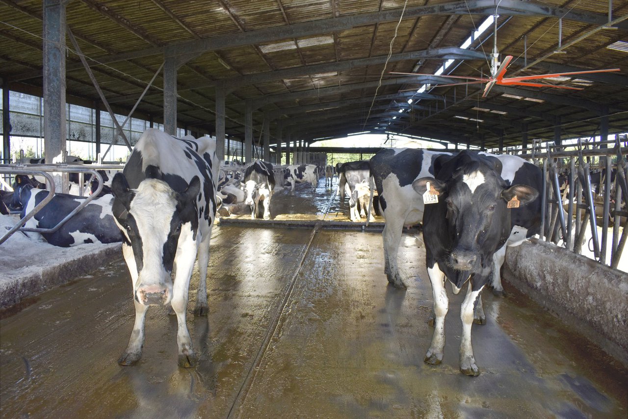 Arrefriar as vacas no verán mellora a sostibilidade da produción de leite