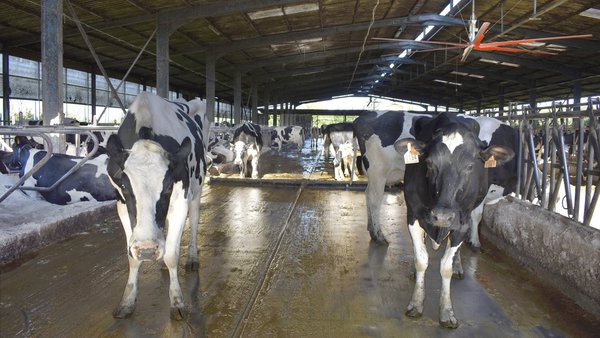 Arrefriar as vacas no verán mellora a sostibilidade da produción de leite