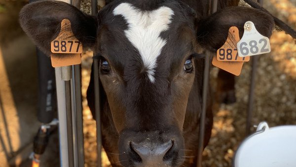 Manexo de xatos machos procedentes da industria láctea desde o nacemento ata a chegada ás granxas de engorde