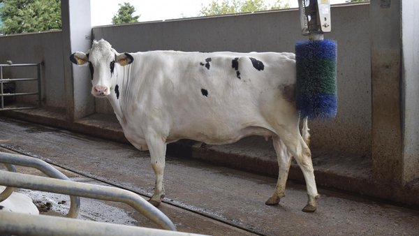 Benestar animal (I)