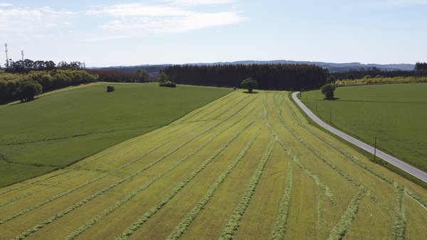 Variedades comerciais de gramíneas e leguminosas pratenses (actualización 2024)