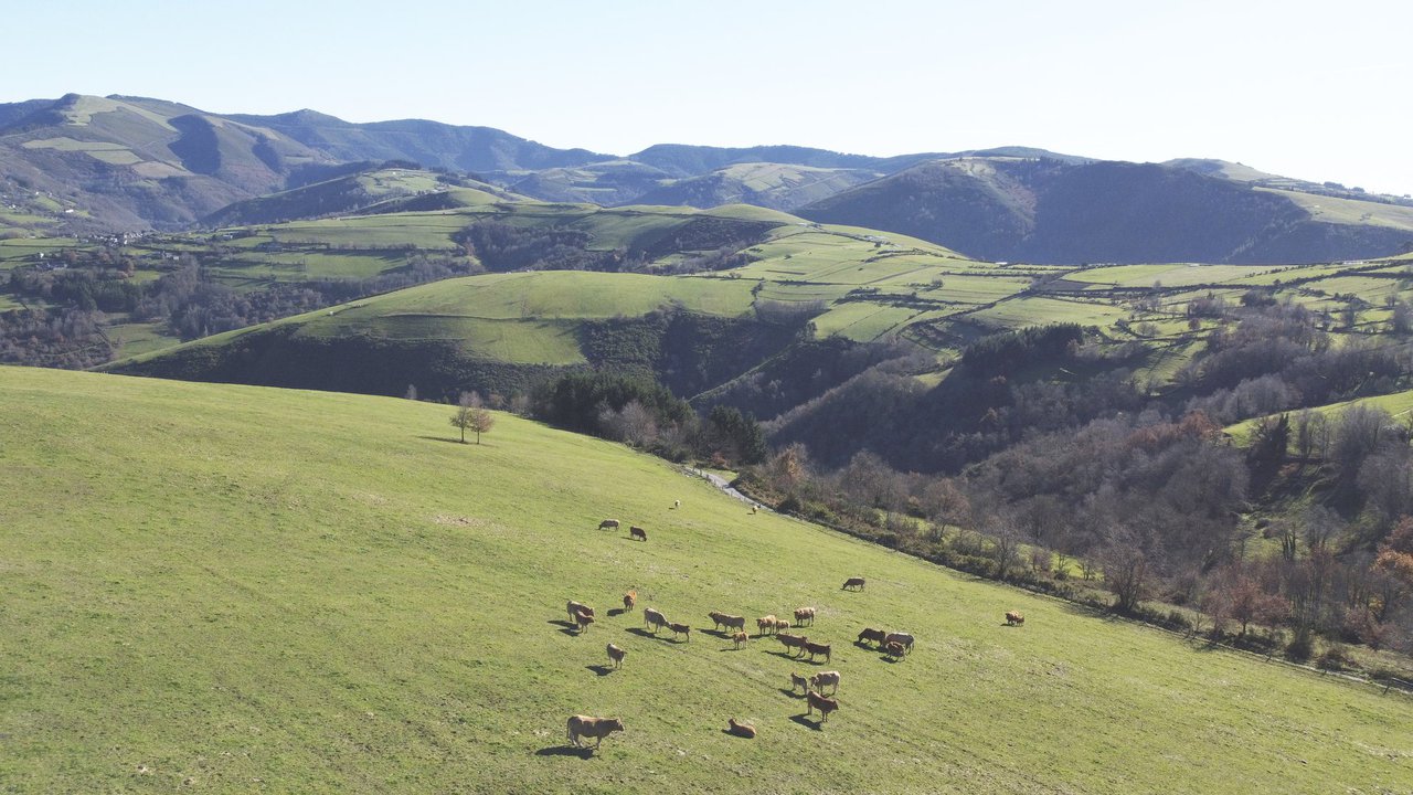 Caracterización da produción de carne de vacún en base a pasto en Galicia: diferenzas entre as explotacións ecolóxicas e convencionais