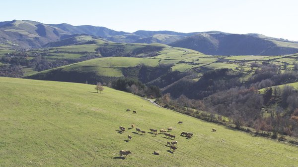 Caracterización da produción de carne de vacún en base a pasto en Galicia: diferenzas entre as explotacións ecolóxicas e convencionais