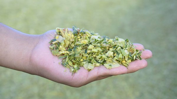 Avaliación obxectiva do procesamento do gran na ensilaxe do millo