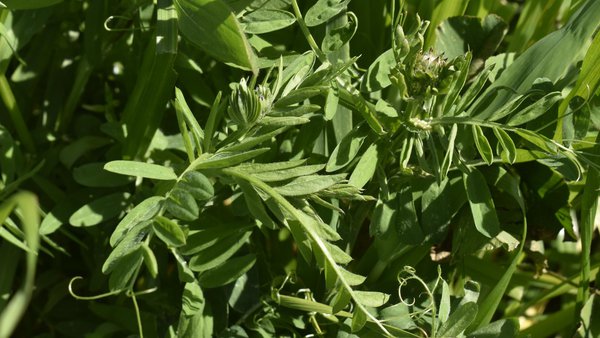 Las mezclas biodiversas de Fertiprado, por delante en protección de suelo, digestibilidad y ahorro económico
