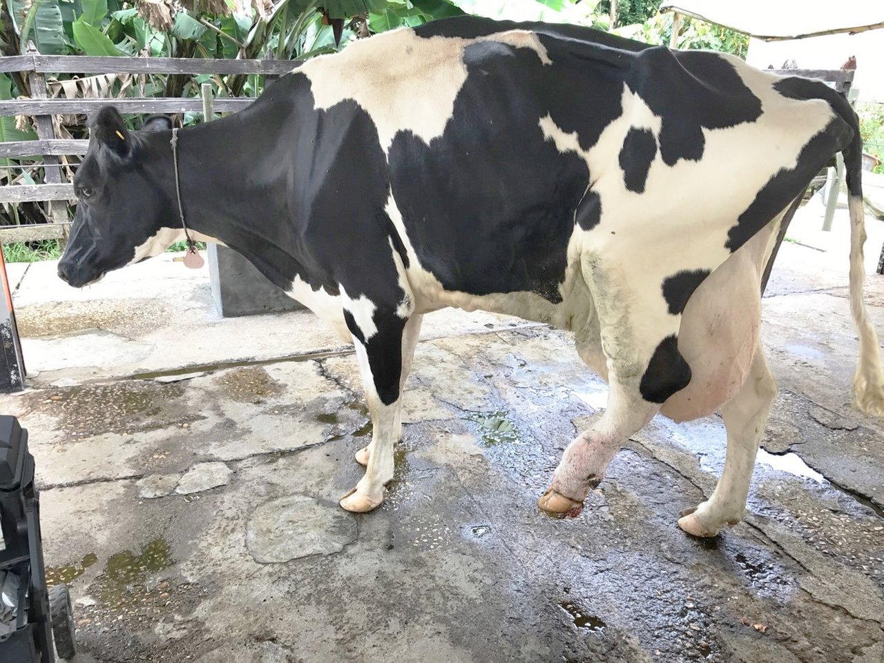 Podoloxía bovina responsable