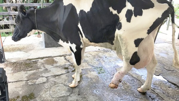 Podoloxía bovina responsable